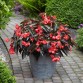 Begonia Dragon Wing Red Bronze Leaves - во саксија Ø13